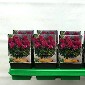 Phlox BAMBINI PRIMADONNA