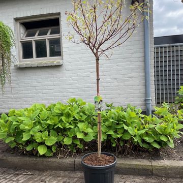 Cornus alba MIRACLE