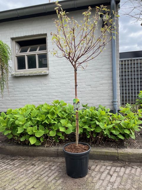 Cornus alba MIRACLE