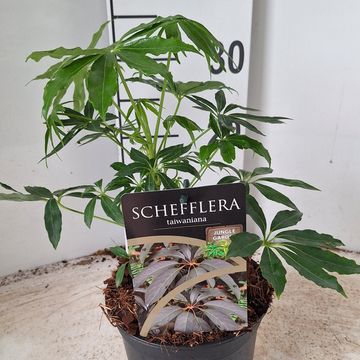 Schefflera taiwaniana