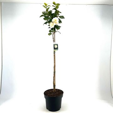 Camellia japonica 'Brushfield's Yellow'