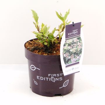 Hydrangea macrophylla LIGHT-O-DAY