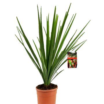 Cordyline indivisa