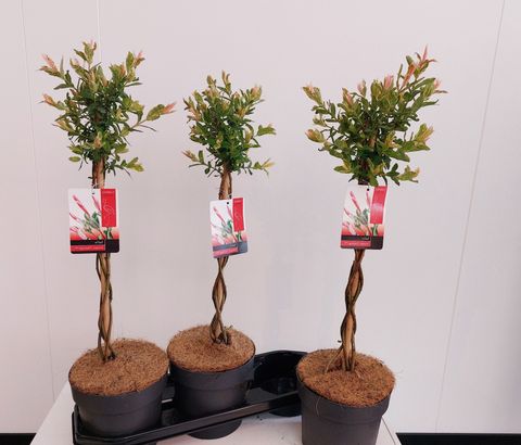Salix integra 'Flamingo'