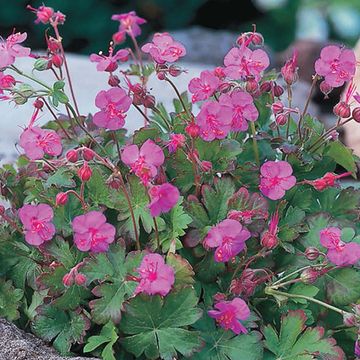 Geranium x cantabrigiense 'Karmina'