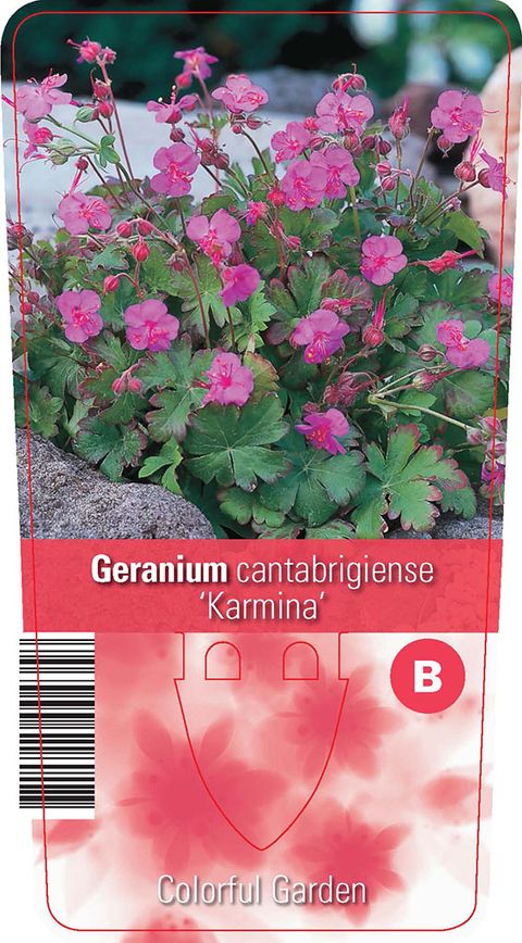 Geranium x cantabrigiense 'Karmina'
