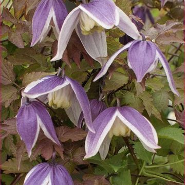 Clematis 'Blue Eclipse' (A)