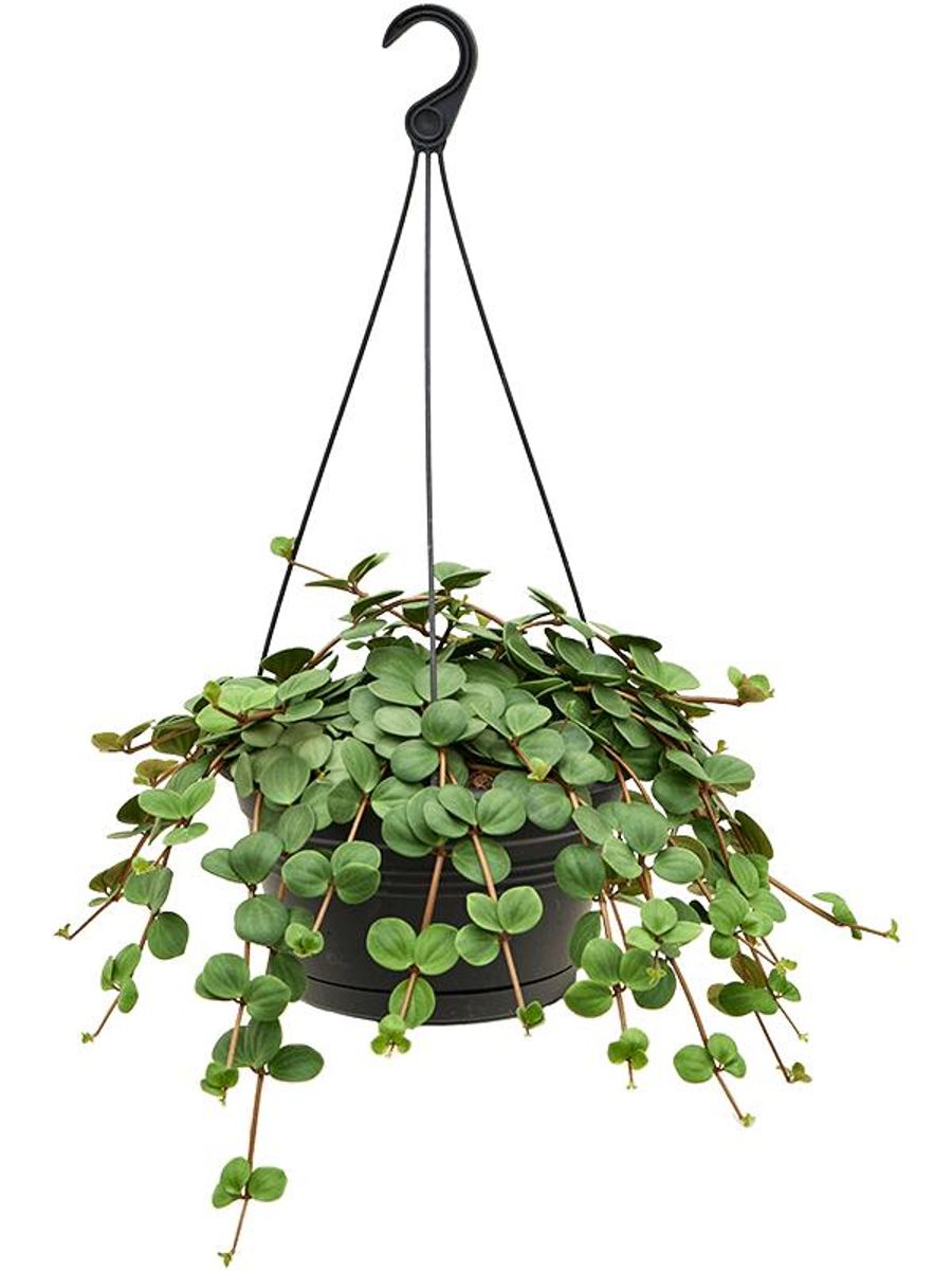 Peperomia tetraphylla 'Hope' — Plant Wholesale FlorAccess