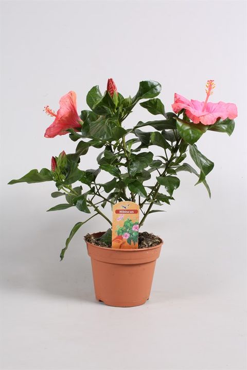 Hibiscus rosa-sinensis SUNNY VENETIE