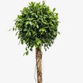 Ficus nitida