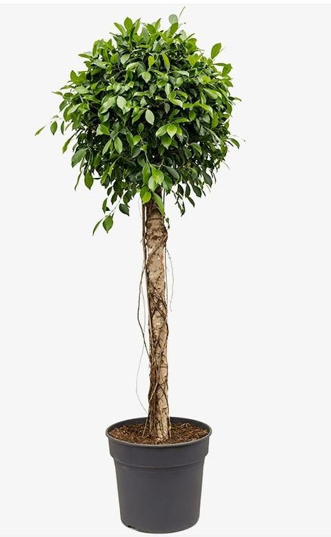 Ficus nitida