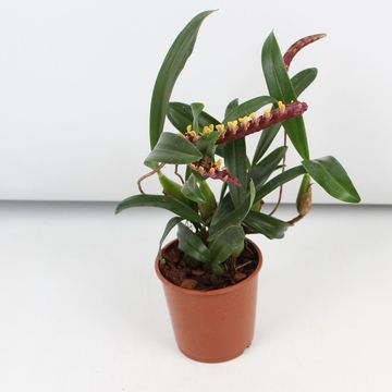 Bulbophyllum falcatum