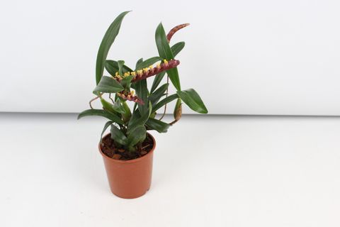 Bulbophyllum falcatum