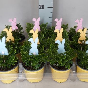 Selaginella martensii 'Jori'