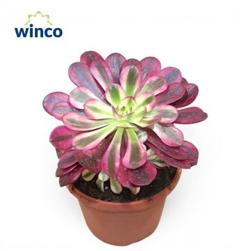 Aeonium 'Medusa'