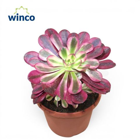 Aeonium 'Medusa'