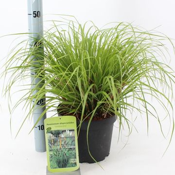 Pennisetum alopecuroides 'Viridescens'