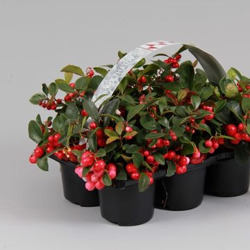 Gaultheria procumbens BIG BERRY