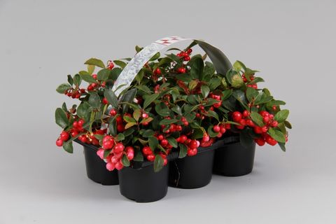 Gaultheria procumbens BIG BERRY