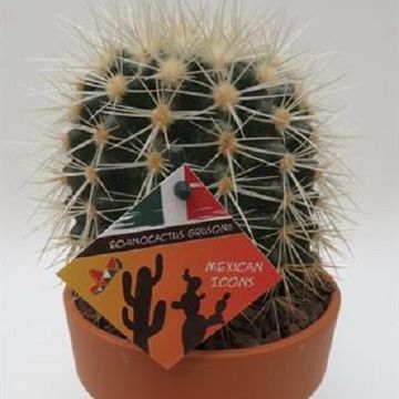 Echinocactus grusonii 'Albispina'