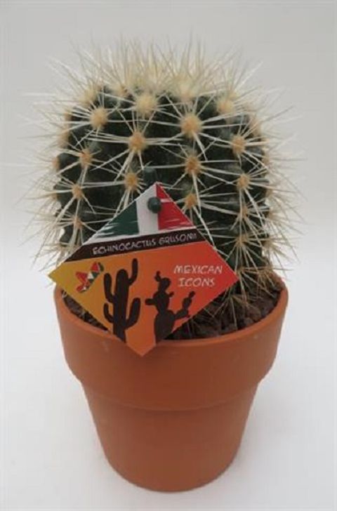 Echinocactus grusonii 'Albispina'