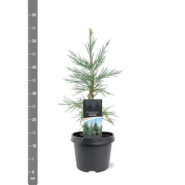 Sequoiadendron giganteum 'Glaucum'