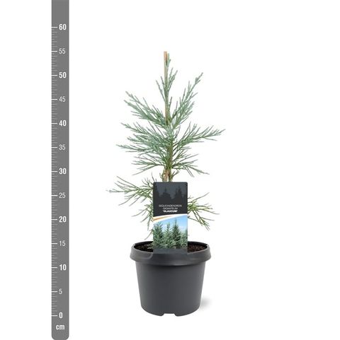 Sequoiadendron giganteum 'Glaucum'