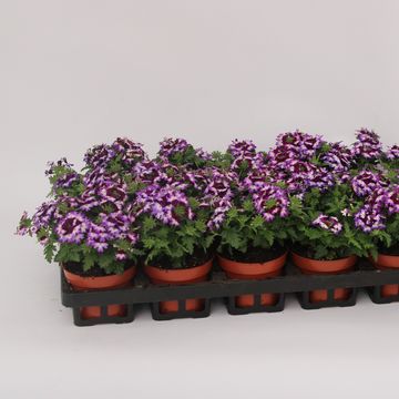 Verbena LANAI TWISTER BLUE