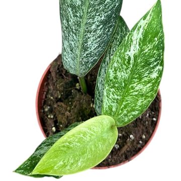 Rhaphidophora elliptica 'Mint'