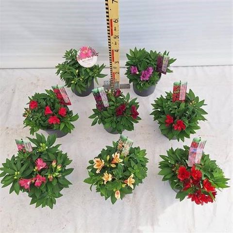 Alstroemeria COLORITA MIX