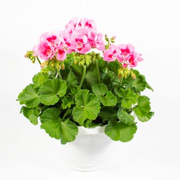 Pelargonium PELTATUM MIX