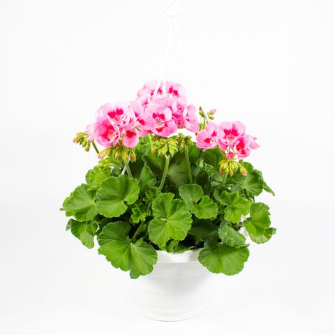 Pelargonium PELTATUM MIX