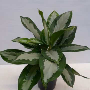 Aglaonema 'Diamond Bay'