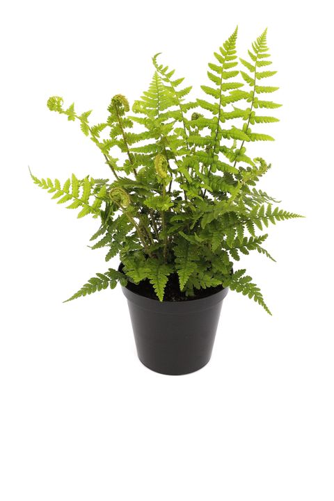 Dryopteris affinis
