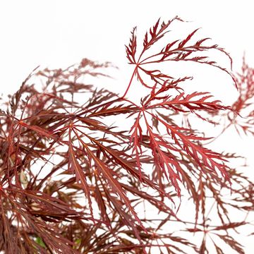 Acer palmatum 'Crimson Queen'