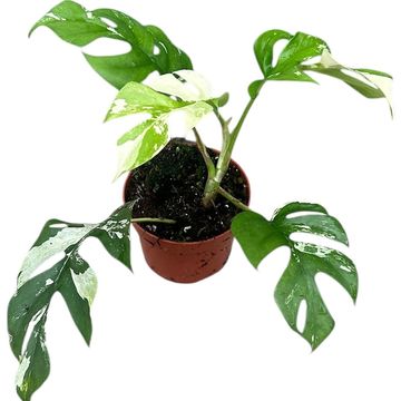 Rhaphidophora tetrasperma 'Variegata'