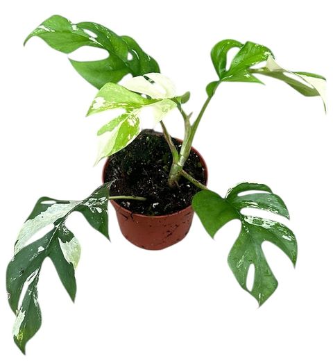 Rhaphidophora tetrasperma 'Variegata'