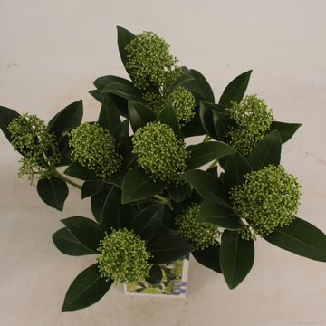 Skimmia japonica WHITE GLOBE