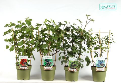 Plantas frutales MIX