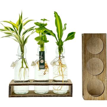 Arrangement Houseplants