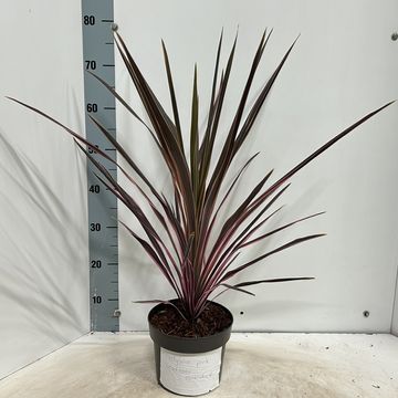 Cordyline australis 'Southern Splendour'