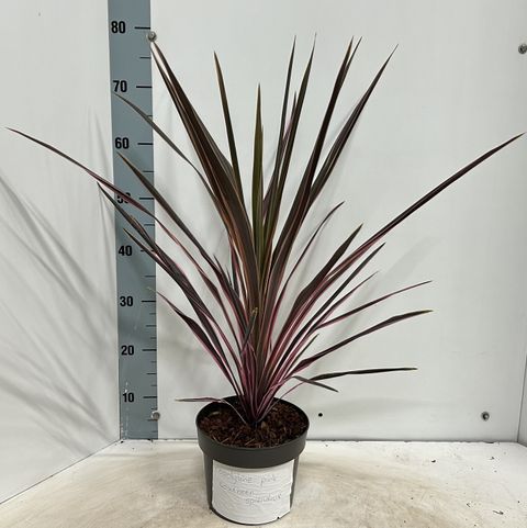 Cordyline australis 'Southern Splendour'