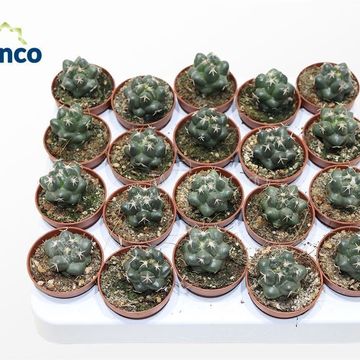 Coryphantha elephantidens