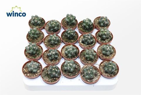 Coryphantha elephantidens