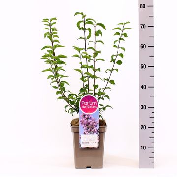 Syringa x chinensis 'Lilac Sunday'