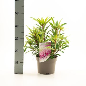 Rhododendron 'Graziella'