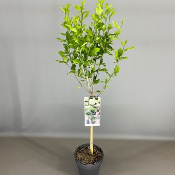 Hibiscus syriacus WHITE CHIFFON