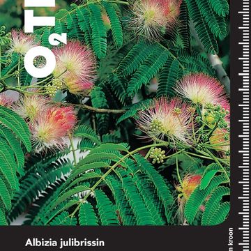 Albizia julibrissin