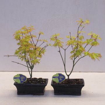 Acer palmatum 'Orange Dream'