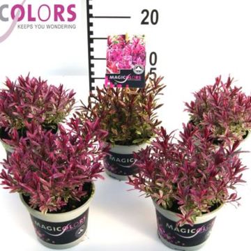 Hebe 'Frozen Flame'